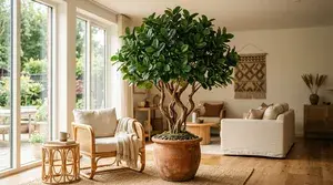 Ficus thumbnail