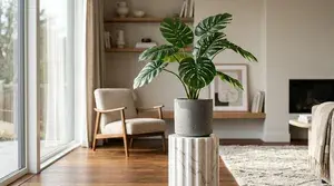 Monstera thumbnail