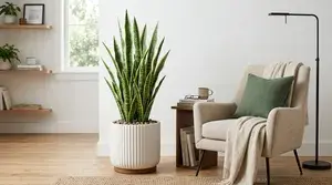 Sansevieria thumbnail