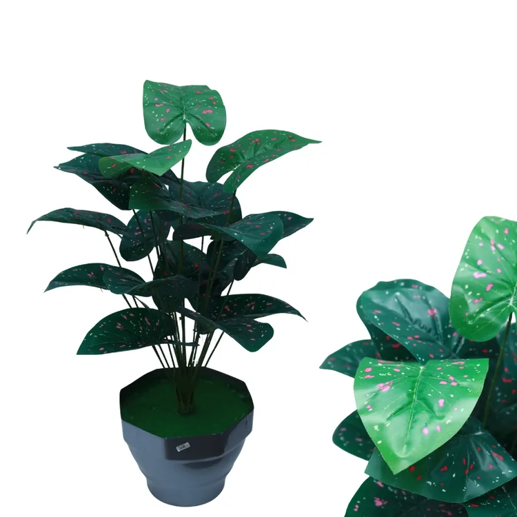 Pink Spotted Syngonium in Pot | Decorative Indoor House  | Plant for Home, Office, Table & Gifting