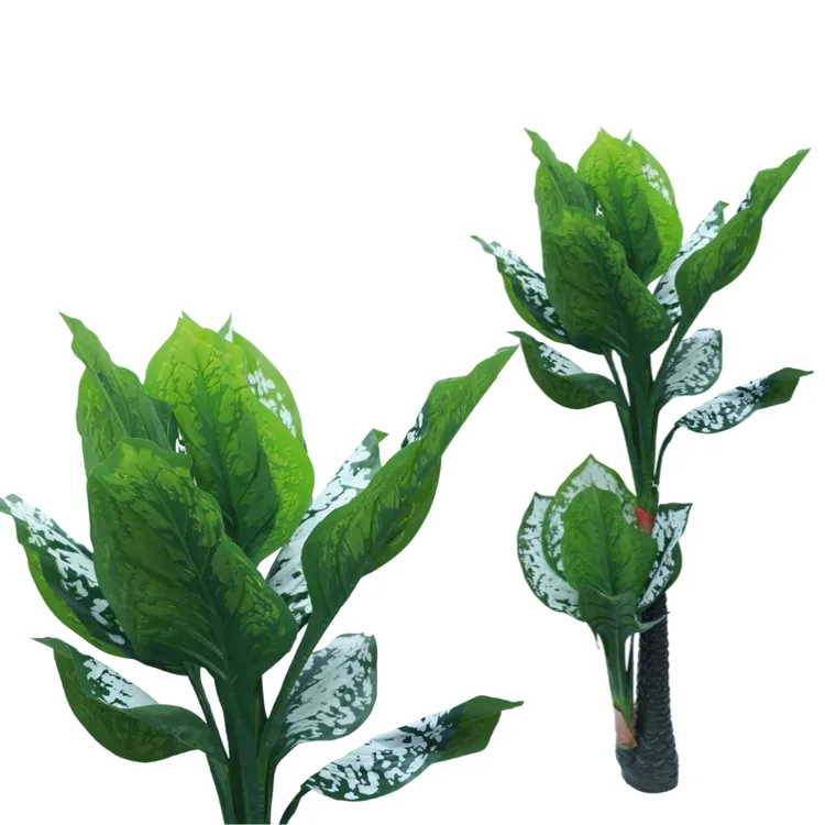 Variegated Dieffenbachia Cane Plant in Pot | Live Indoor Plant  | Dark Green Leaf | Hardy Indoor Plant with Unique Twisted Leaves | Plant for Home, Living Room, Kitchen, Office Desk, Bedroom Décor