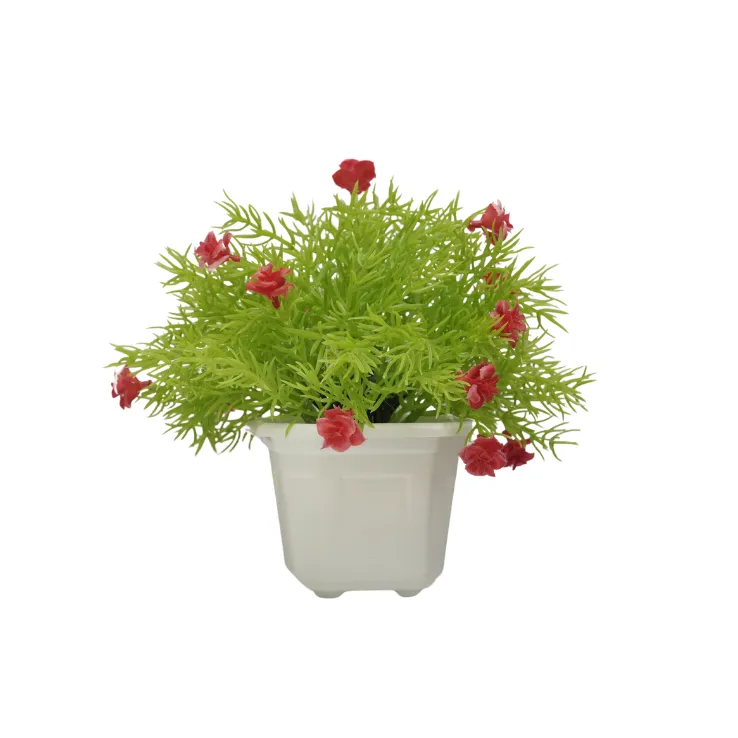 Red Blossom Pine Shrub — view 3