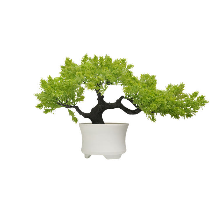 Japanese Cedar Pine Bonsai