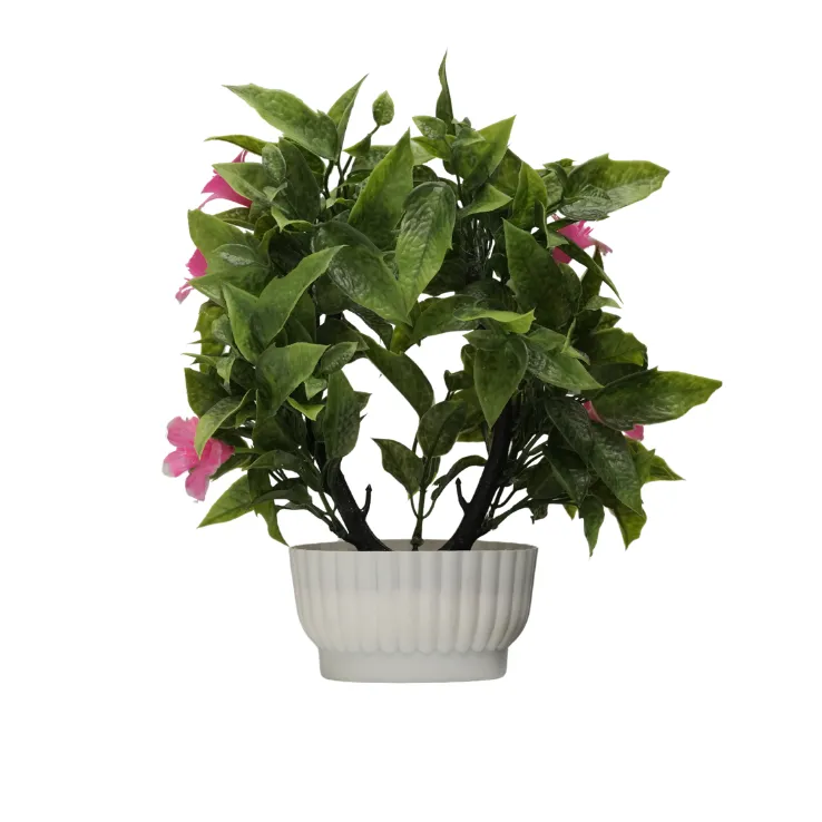 Purple Bougainvillea Shrub — view 3