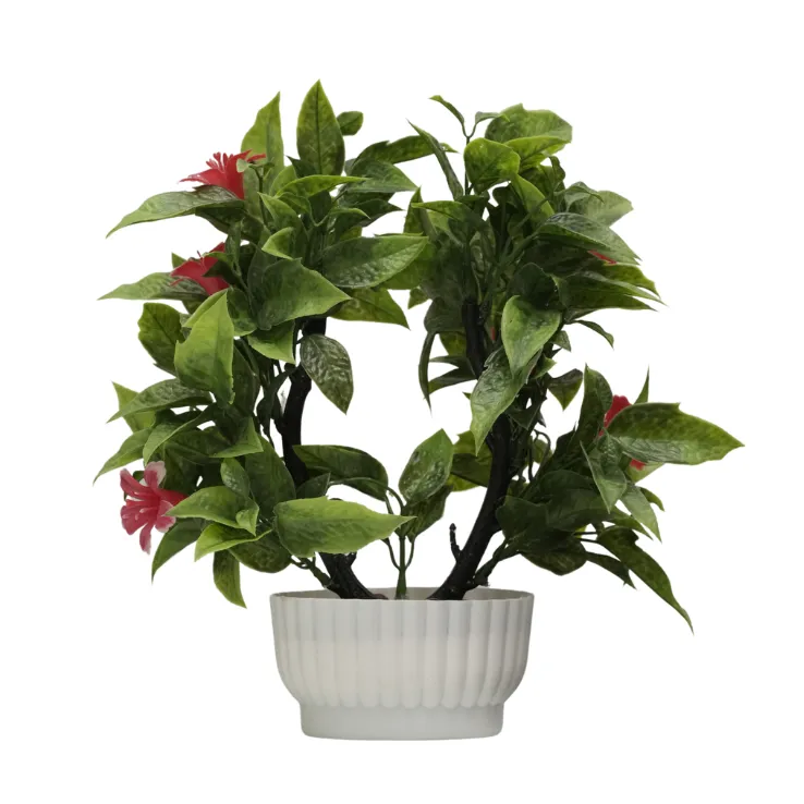 Purple Bougainvillea Shrub — view 4