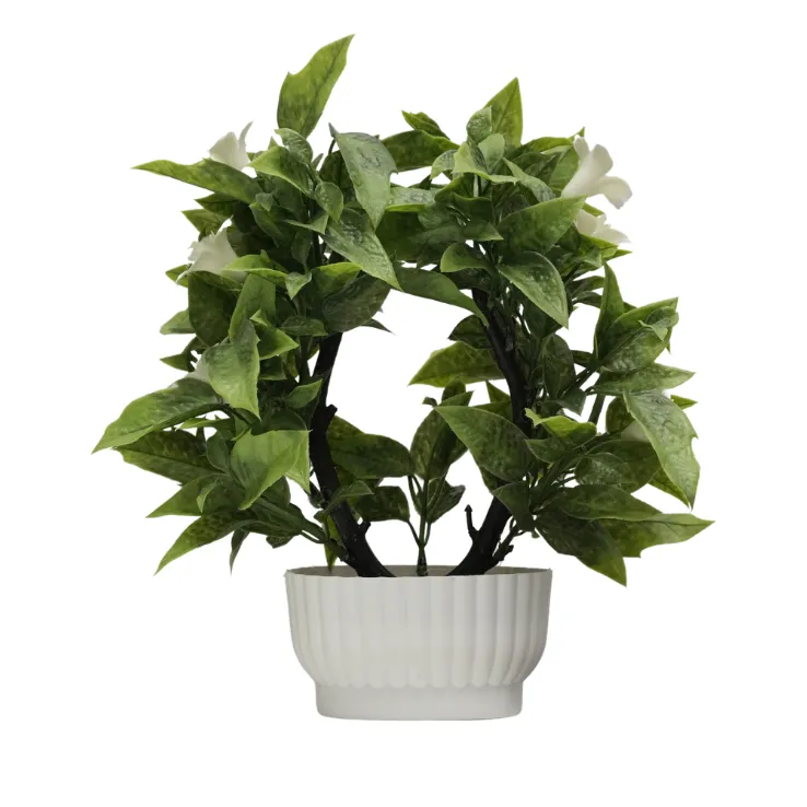 Purple Bougainvillea Shrub — view 5