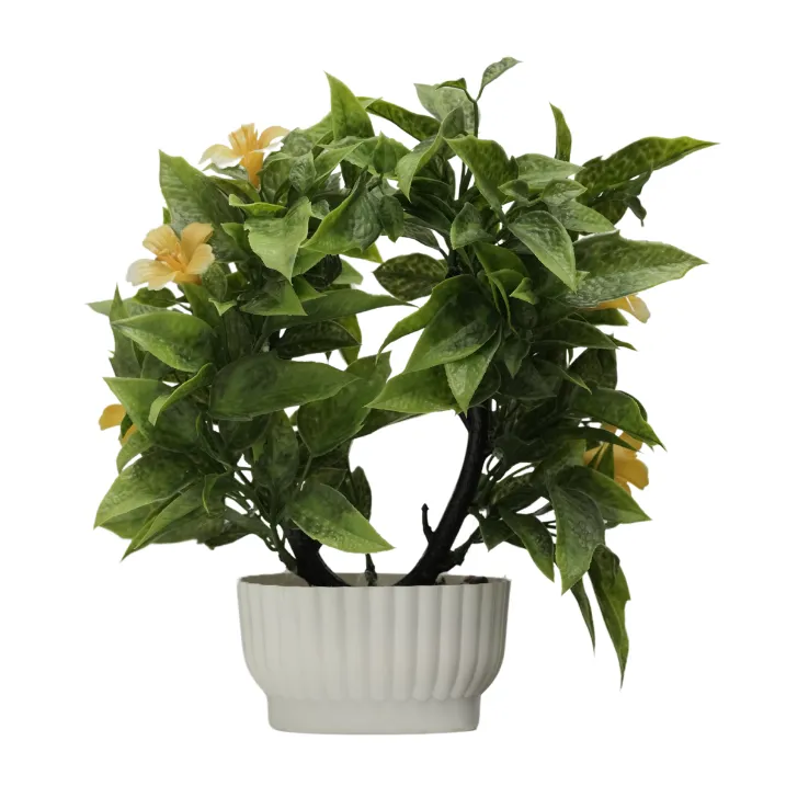Purple Bougainvillea Shrub — view 6