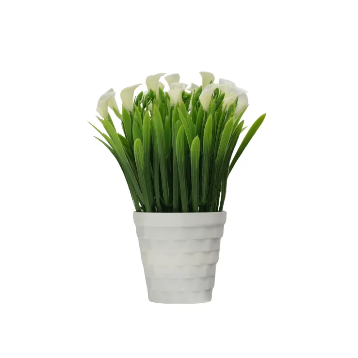 Orange Calla Lily Grass Shrub — view 4