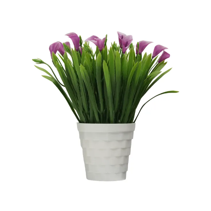 Orange Calla Lily Grass Shrub — view 5
