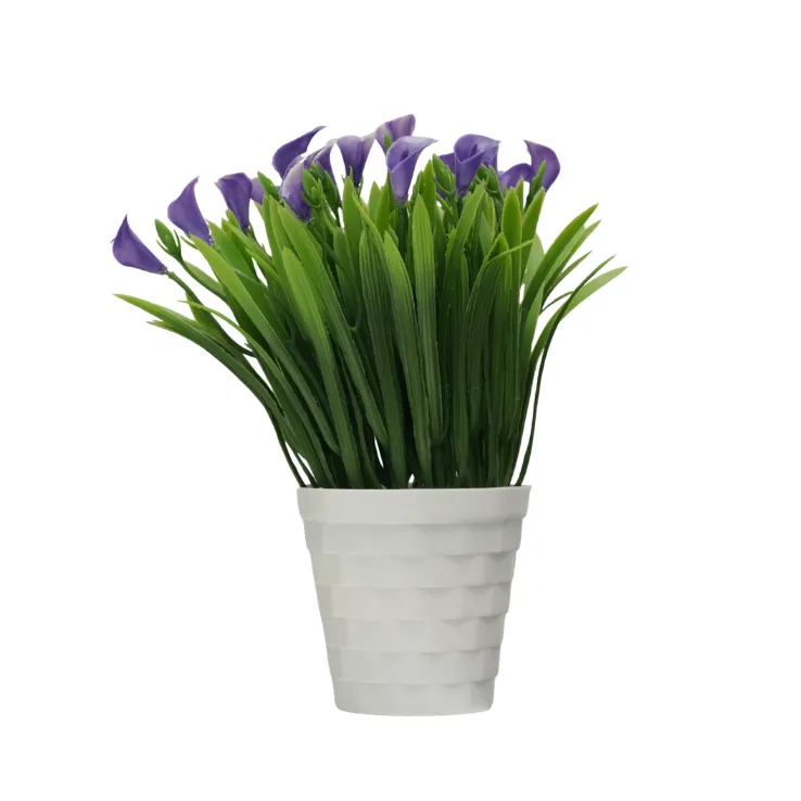 Orange Calla Lily Grass Shrub — view 6