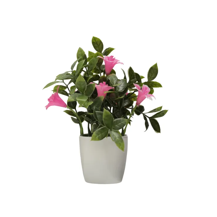 Pink Trumpet Lily Bush