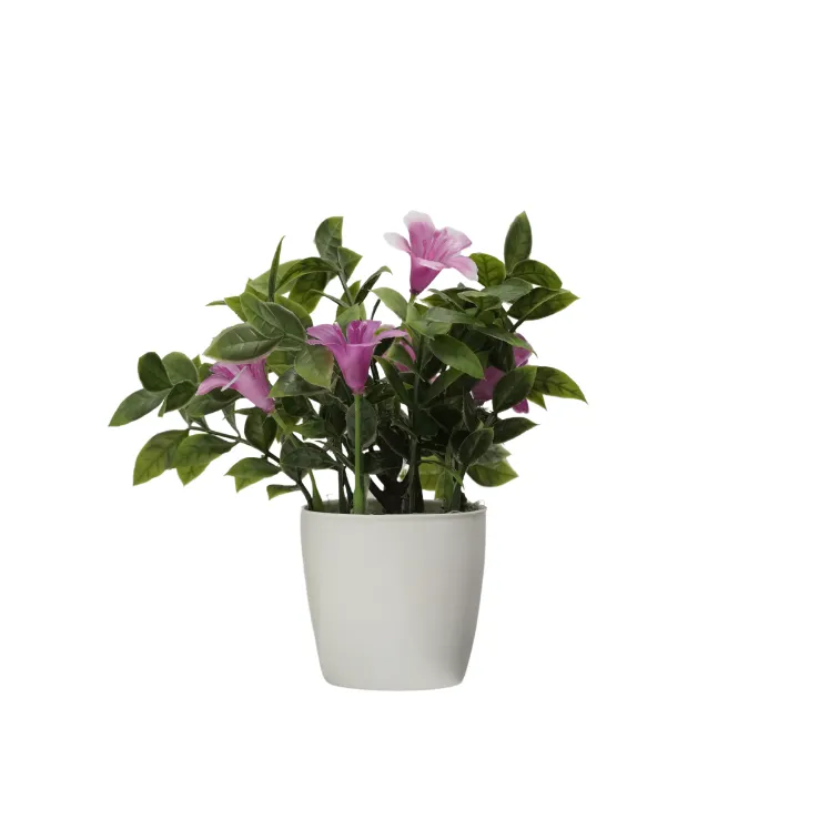 Pink Trumpet Lily Bush — view 4